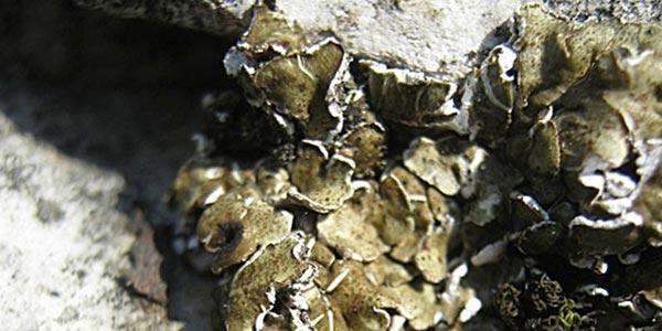 geologia calcareniti lichene
