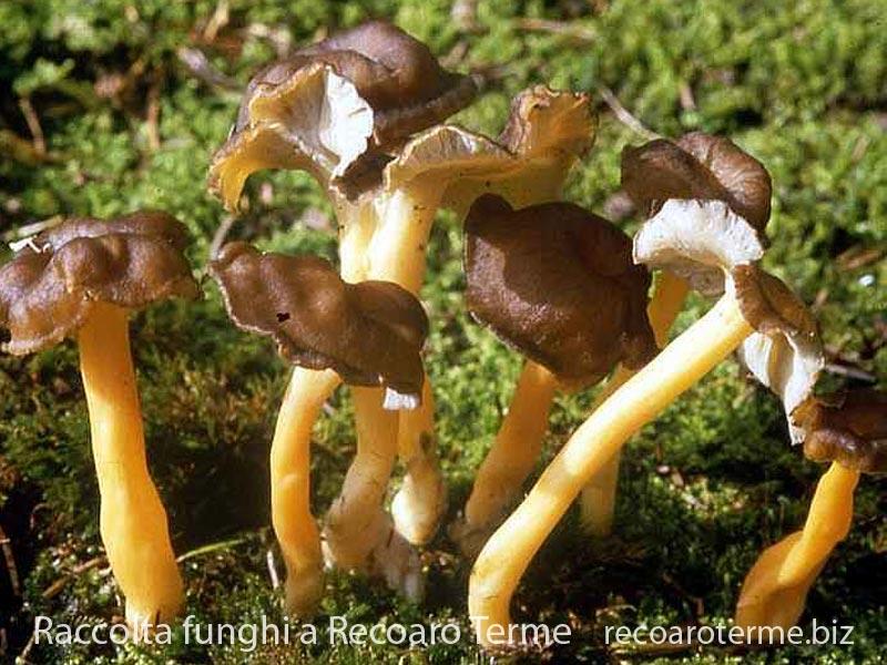 raccolta-funghi-recoaroterme-finferli