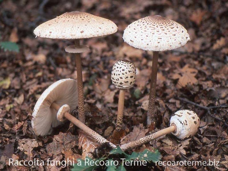 raccolta-funghi-recoaroterme-mazzadatamburo