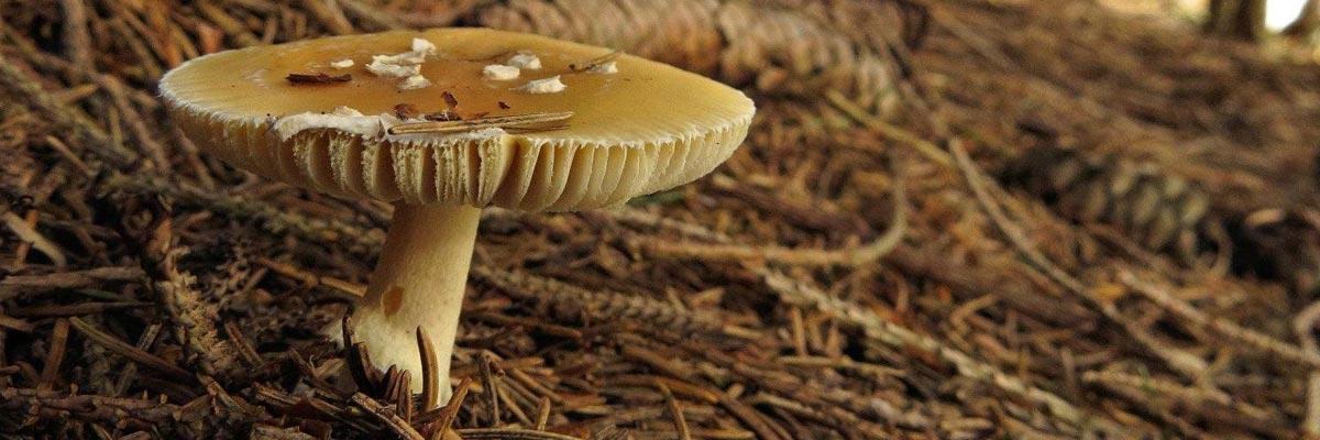 La raccolta dei funghi a Recoaro Terme